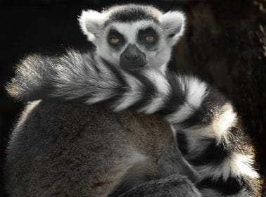 QUIZ: Animal quiz questions and answers