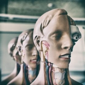 How much do you know about anatomy?