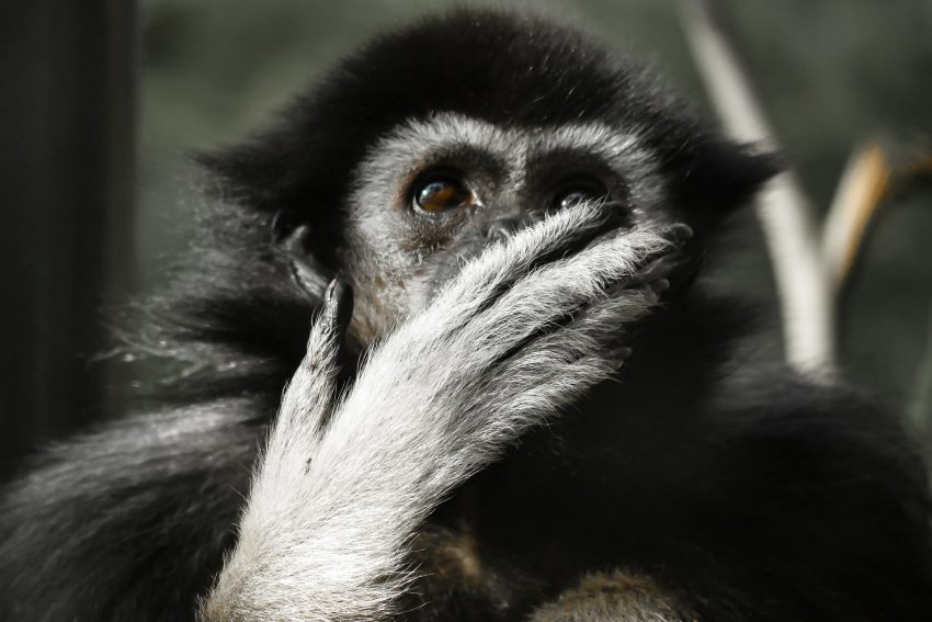 QUIZ: This animal quiz is loaded with mind-blowing facts