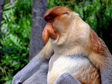 QUIZ: 15 animal kingdom quiz questions
