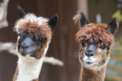These 15 pics will help pass our animal quiz