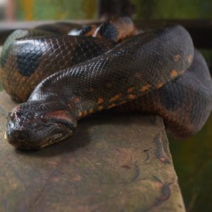 Anaconda