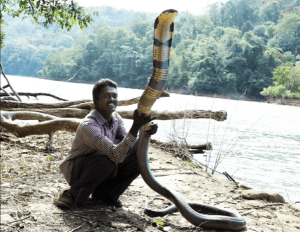 King Cobra