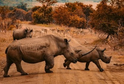 How much do you know about the animal kingdom?
