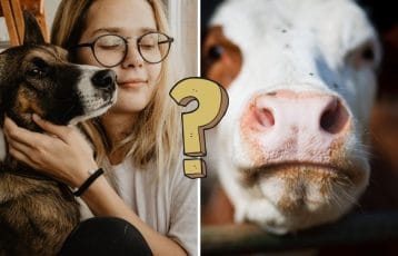 QUIZ: Test your language skills for the animal world
