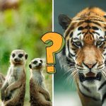 Animals of the World - quiz