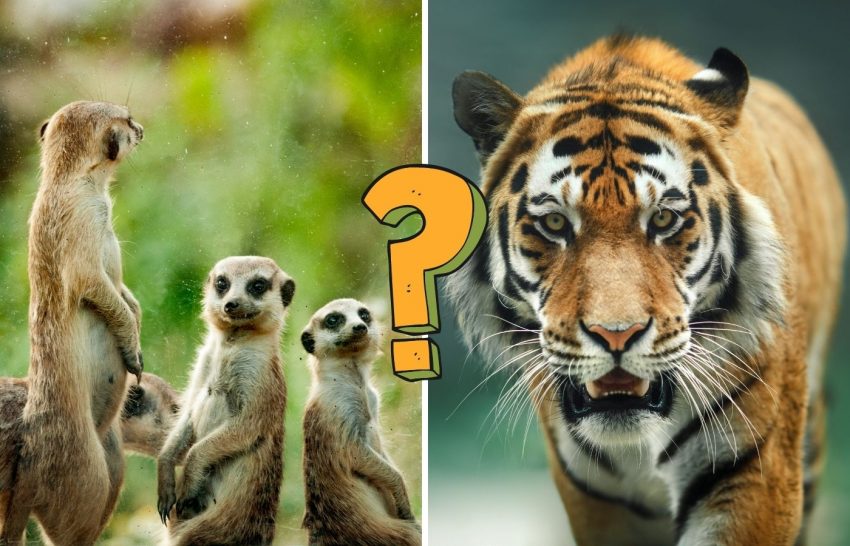 Animals of the World - quiz. Only 1 in 297 people pass this test