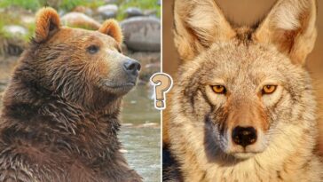 North American wildlife trivia quiz