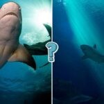The ultimate shark quiz