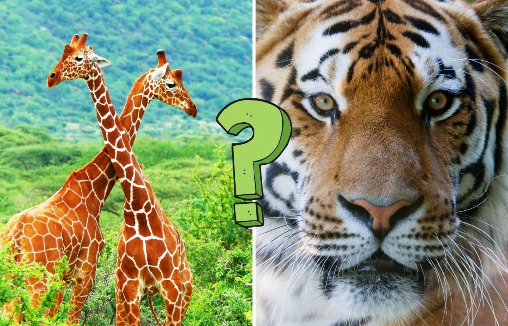 Animal quiz questions and answers. 9 in 10 people can't pass this quiz