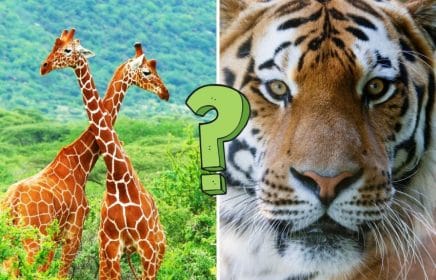 QUIZ: 15 animal quiz questions to test you out