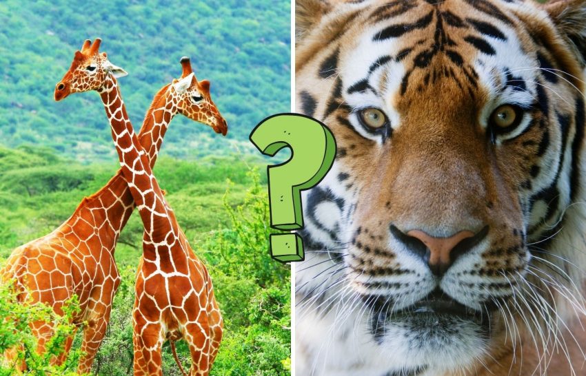15 animal quiz questions to test you out. Ready for a challenge?