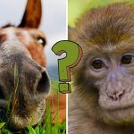 QUIZ: 82% of people can't score 15/15 in this Animal Kingdom Quiz