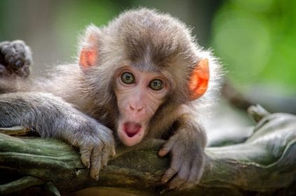 How much do you know about the animal kingdom?