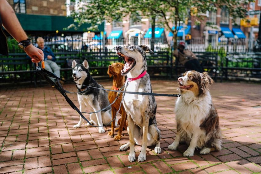 How much do you know about dogs?