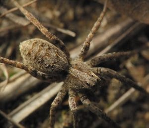 560px-Arctosa_sp