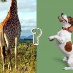 QUIZ: Animal trivia quiz