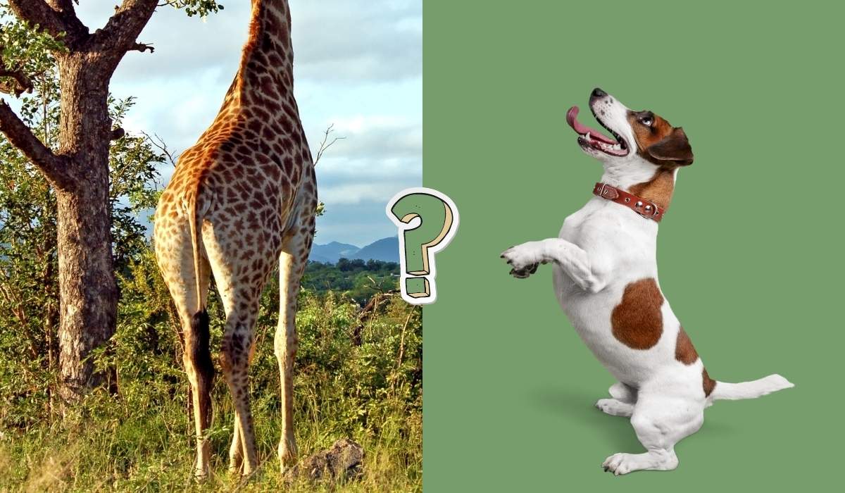 QUIZ: Animal trivia quiz