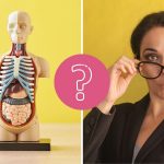 QUIZ: Every adult should know how to answer these human anatomy questions