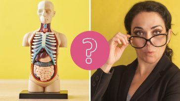 QUIZ: Every adult should know how to answer these human anatomy questions
