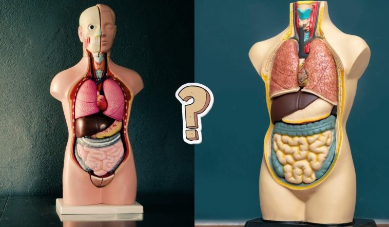QUIZ: How much do you know about anatomy?