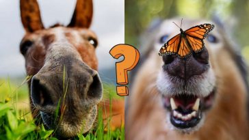 QUIZ: How much do you know about the animal kingdom?