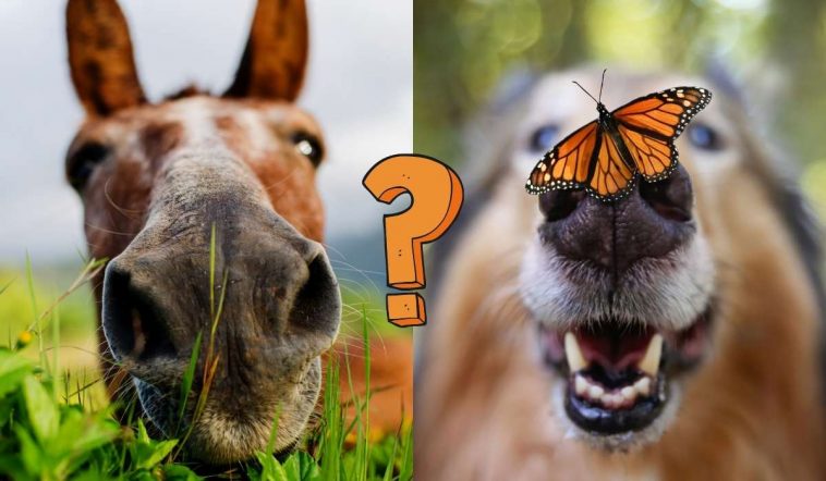 QUIZ: How much do you know about the animal kingdom?