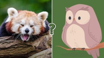 Only true animal lovers can score 15/15 on this quiz