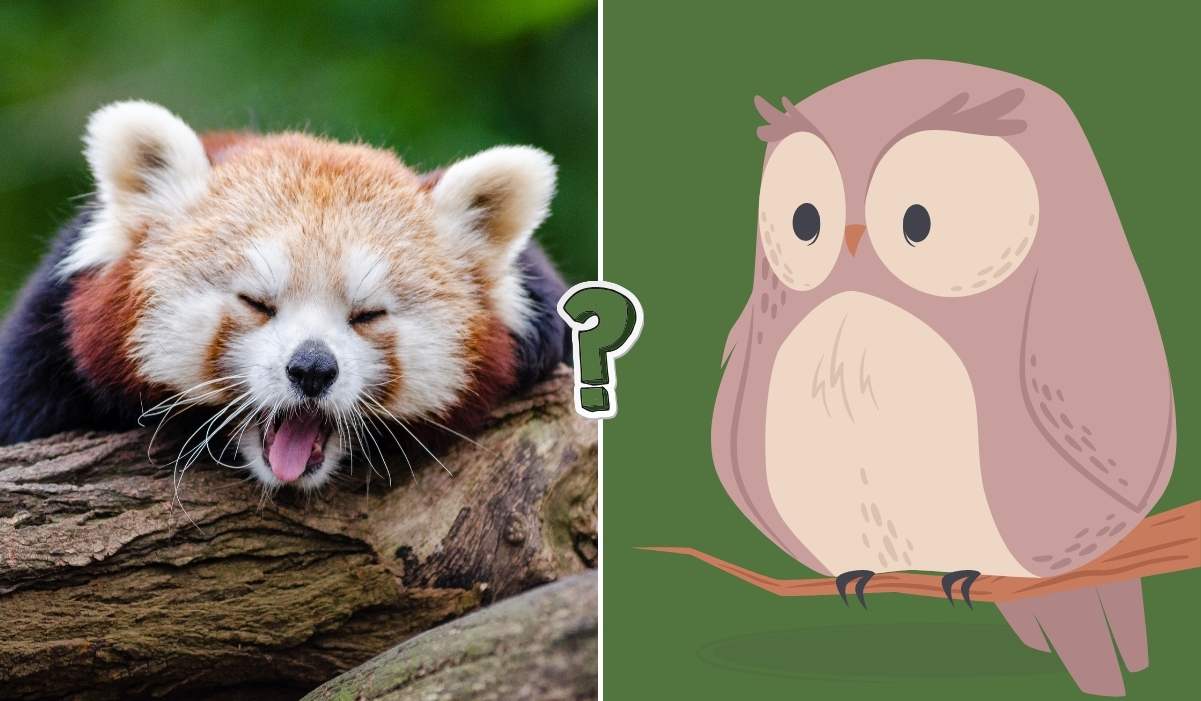 Only true animal lovers can score 15/15 on this quiz