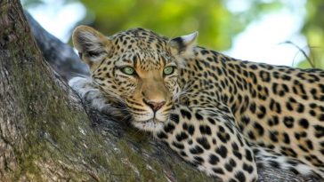 TRIVIA QUIZ: wild animals quiz