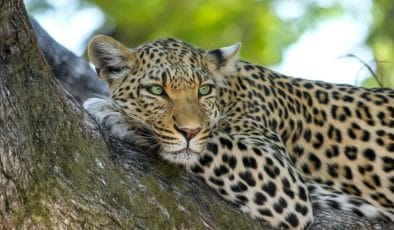 TRIVIA QUIZ: wild animals quiz
