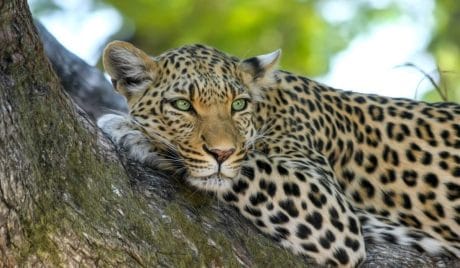 TRIVIA QUIZ: wild animals quiz