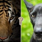 15 animal trivia quiz questions that will test you out