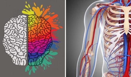 Anatomy trivia quiz to test you out