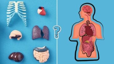 QUIZ: Are these 'facts' about the human body true or false?