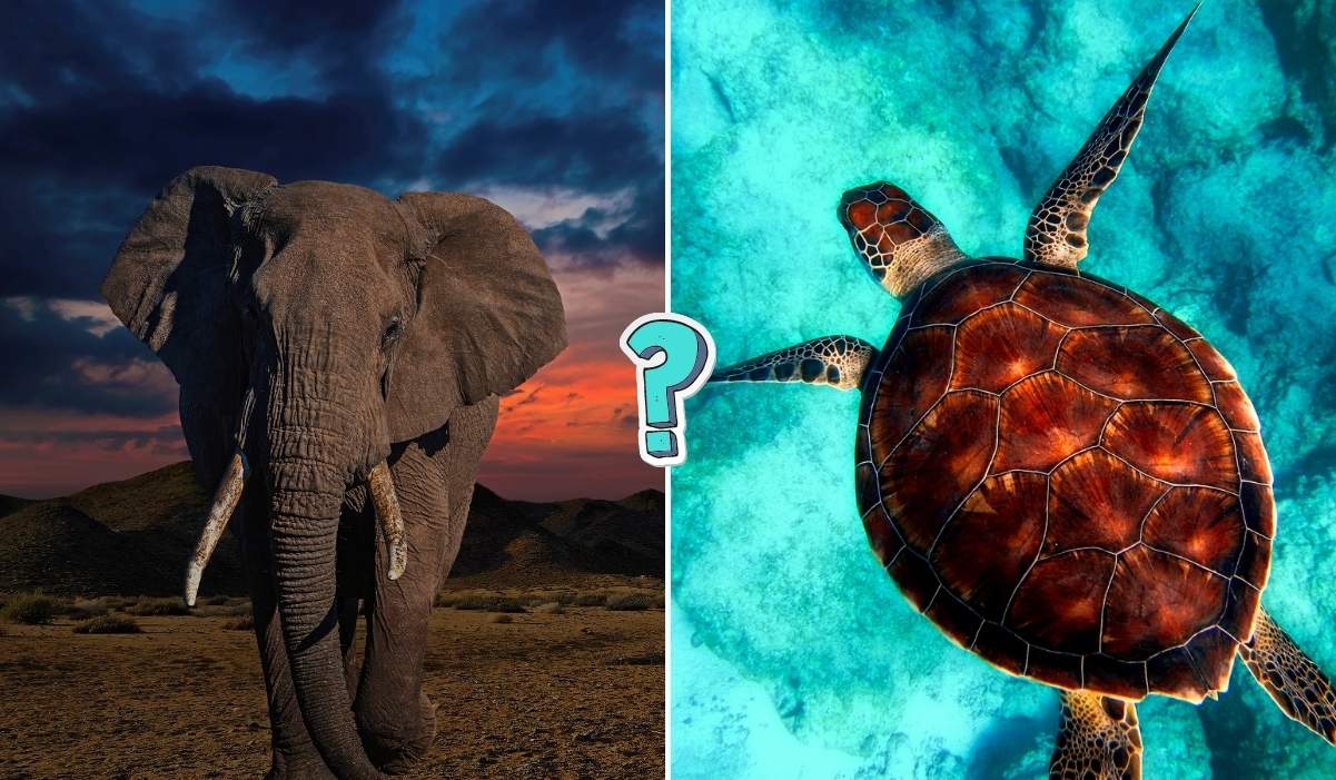 Trivia Quiz: Wildlife and wild animal trivia quiz