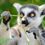 Animal Kingdom Quiz