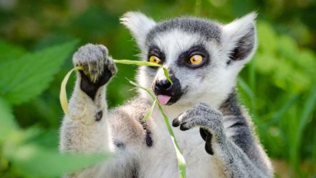 Animal Kingdom Quiz