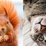 QUIZ: How much do you know about animals?