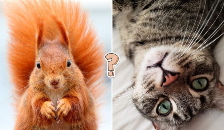 QUIZ: How much do you know about animals?