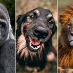 82% of people can't score 15/15 in this Animal Kingdom Quiz