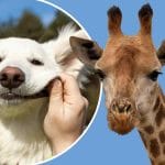 15 animal quiz questions