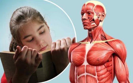 Quiz - facts about the human body