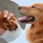 How much do you really know about dogs