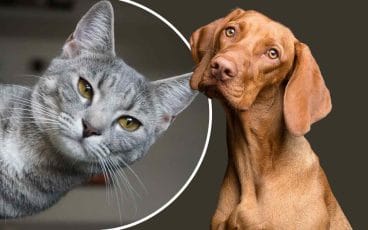 How much do you know about animals - Trivia Quiz