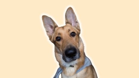 Animal Trivia Questions